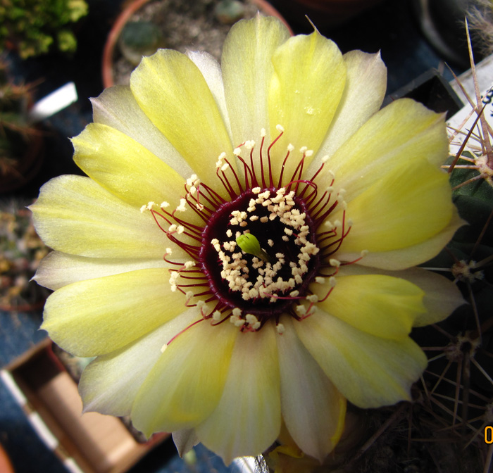 Lobivia rubescens flower